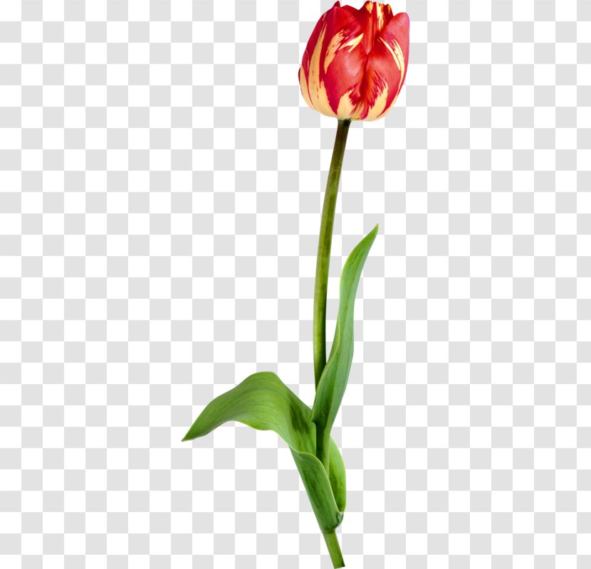 Tulip Image Vector Graphics Drawing - Flowers And Plants Transparent PNG