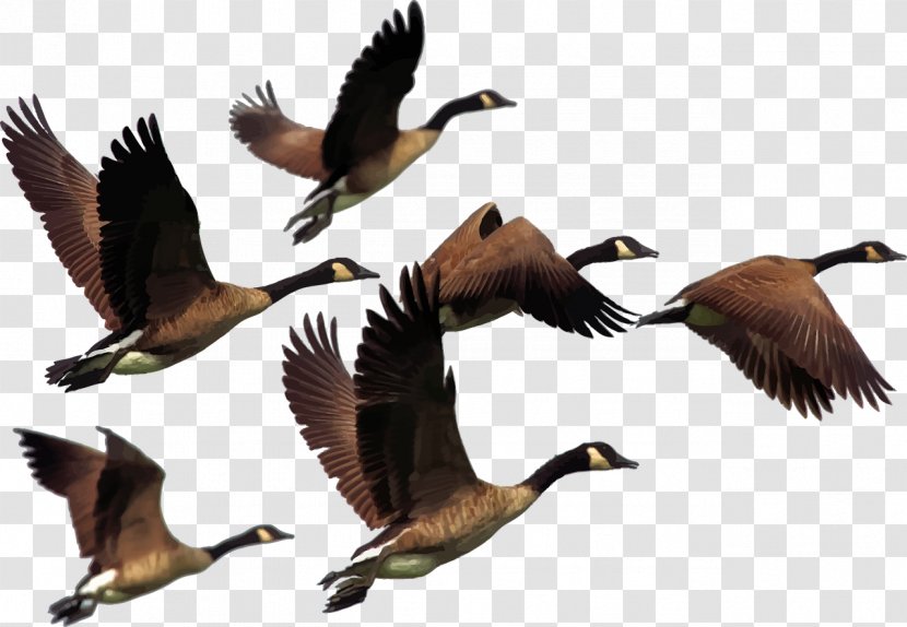 Canada Goose Bird Duck - Water Transparent PNG