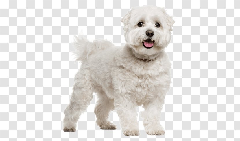 Maltese Dog Bichon Frise Bolognese Havanese Little Lion - Puppy Transparent PNG