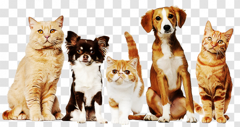 Cat Small To Medium-sized Cats Companion Dog Dog Transparent PNG