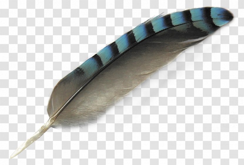 Bird Feather - Image File Formats Transparent PNG