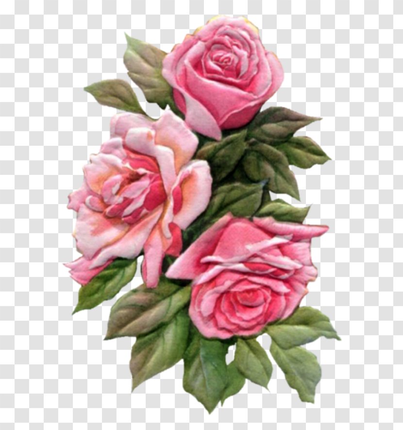 Garden Roses Floral Design Watercolor Painting Cut Flowers - Rose Transparent PNG