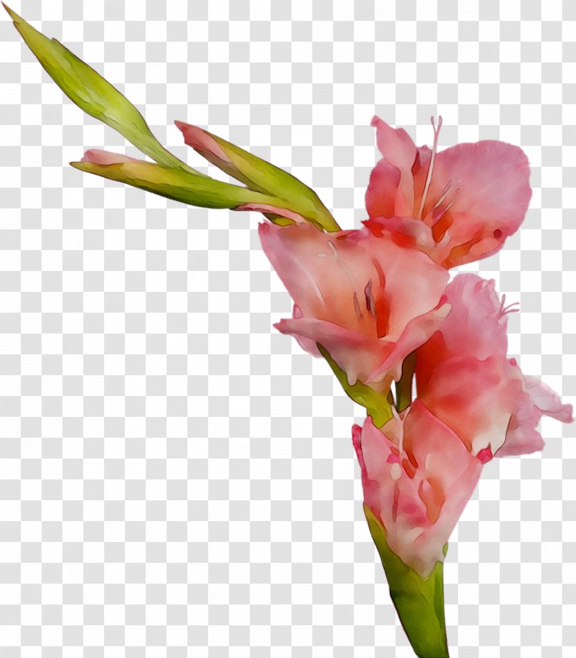 Gladiolus Cut Flowers Plant Stem Bud Canna - Botany Transparent PNG