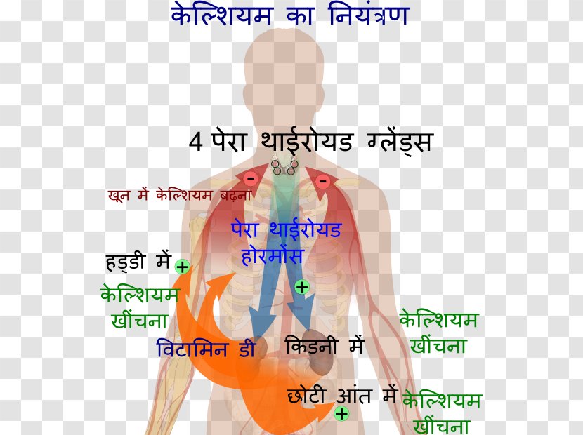 Calcium Metabolism Parathyroid Hormone Human Body Hypocalcaemia - Heart - Endocrine Glands Transparent PNG