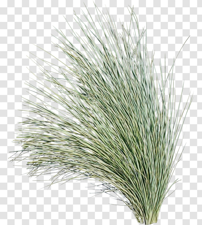 Commodity Grasses M-tree Tree Transparent PNG