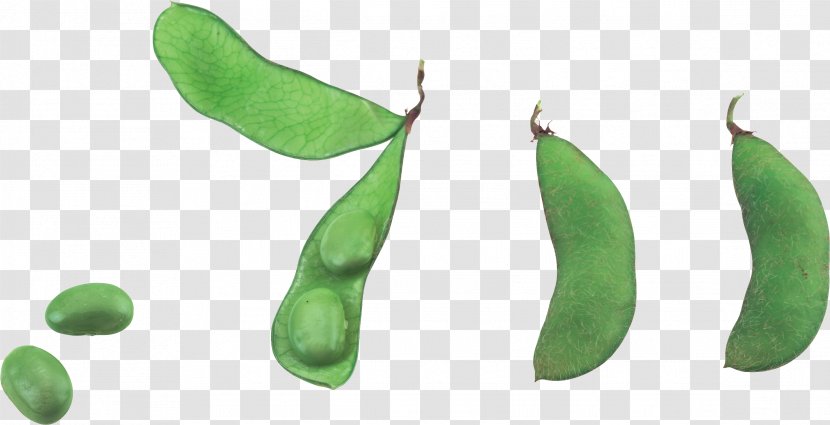 Pea Vegetable Common Bean - Fruit Transparent PNG