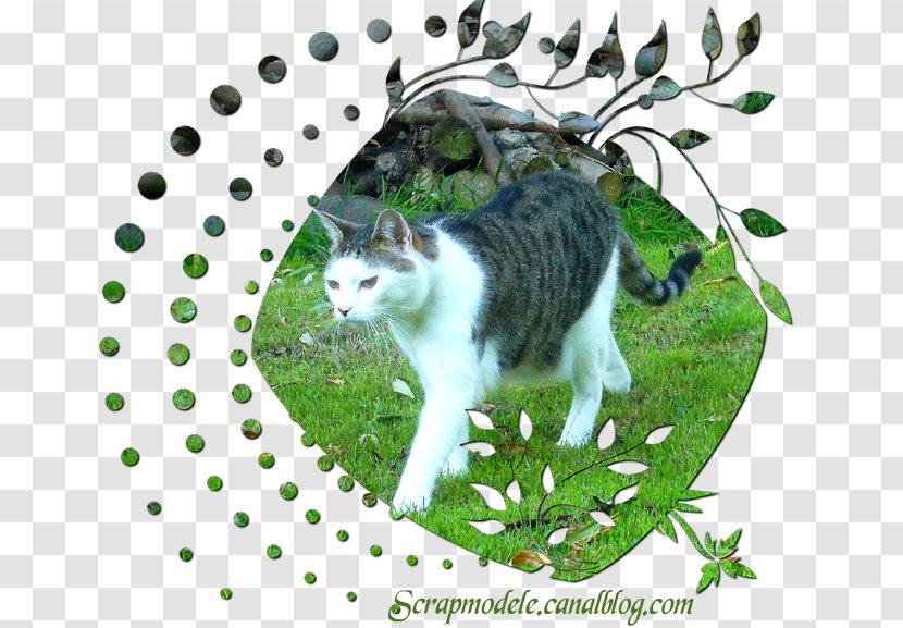 Aegean Cat European Shorthair Manx American Wirehair Whiskers - Bicyclette Silhouette Transparent PNG