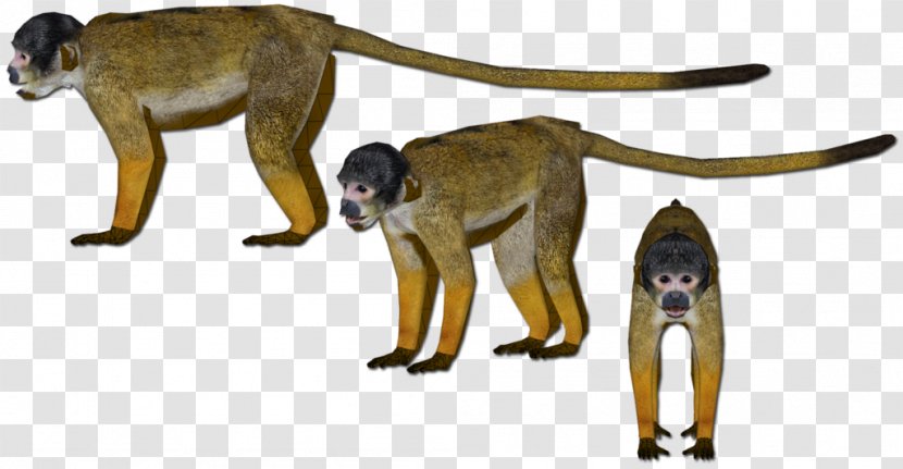 Cercopithecidae Old World Monkey Wildlife Tail - Animal Figure Transparent PNG