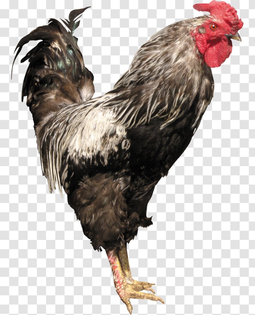 Chicken Rooster Broiler Livestock - Fowl Transparent PNG
