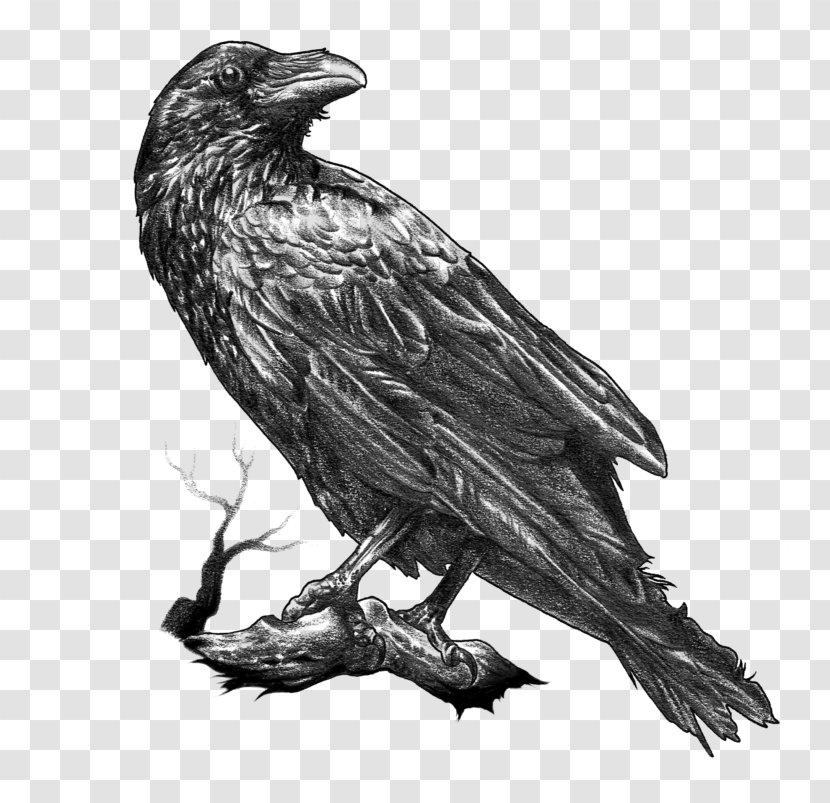 Cartoon Bird - Vulture - Perching Falconiformes Transparent PNG