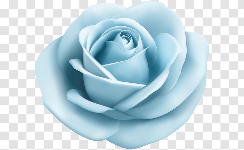 Blue Rose Centifolia Roses Garden Clip Art - Flower Transparent PNG