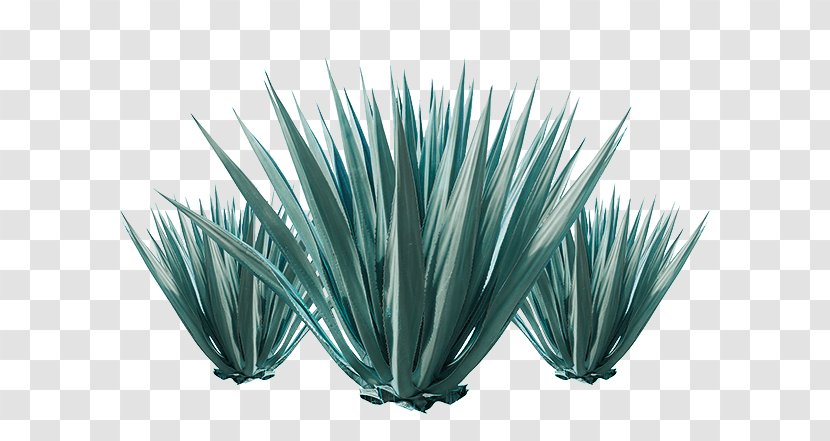 Stock Photography Agave Utahensis Plant - Grass Transparent PNG