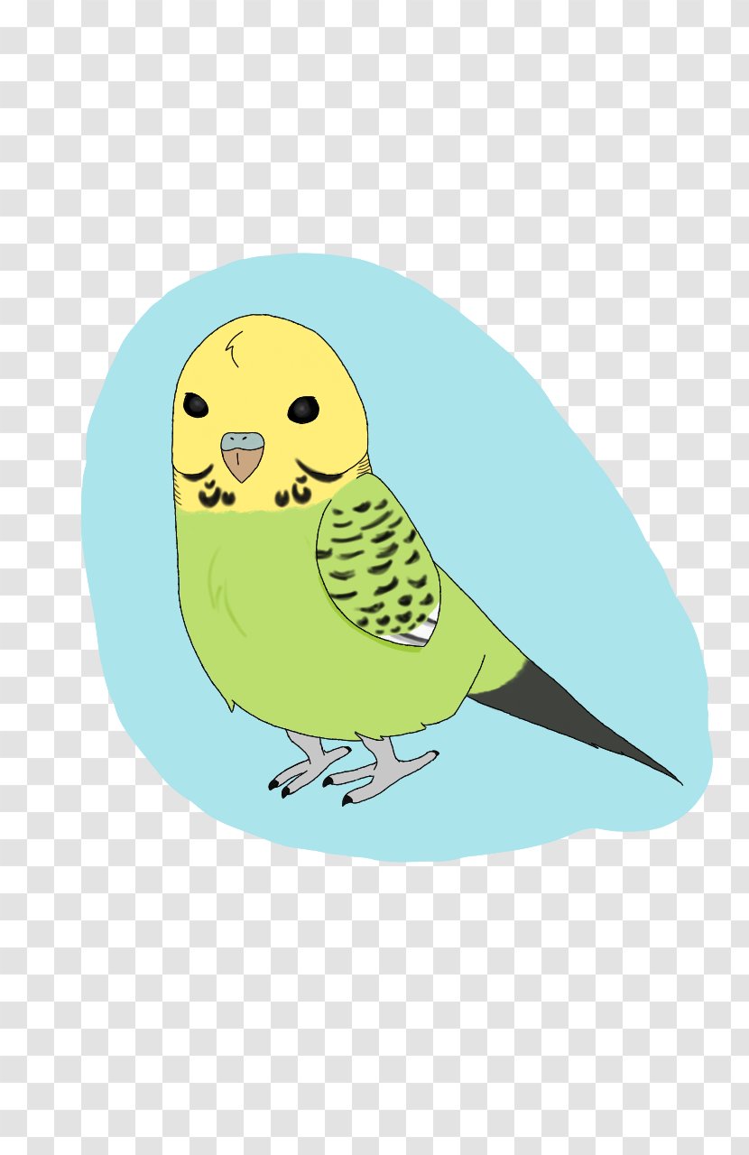 Owl Bird Beak Feather - Pet Transparent PNG