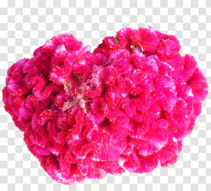 Cut Flowers Pink M Wool Petal Transparent PNG
