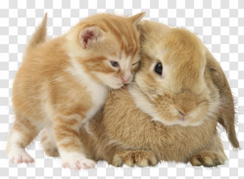 Kitten Puppy Cat Domestic Rabbit Dog Transparent PNG