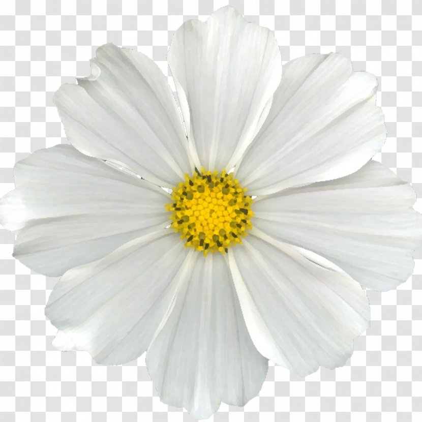 Flower Common Daisy Oxeye Scrapbooking Clip Art - Flowering Plant - White Transparent PNG