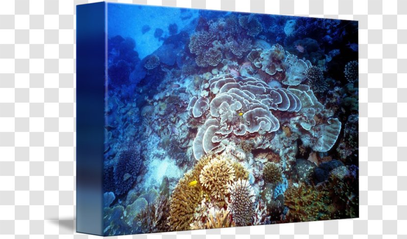 Stony Corals Coral Reef Fish Marine Biology Underwater Transparent PNG