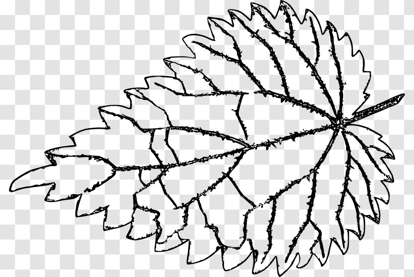 Twig Common Nettle Line Art Leaf Drawing - Plant Stem Transparent PNG