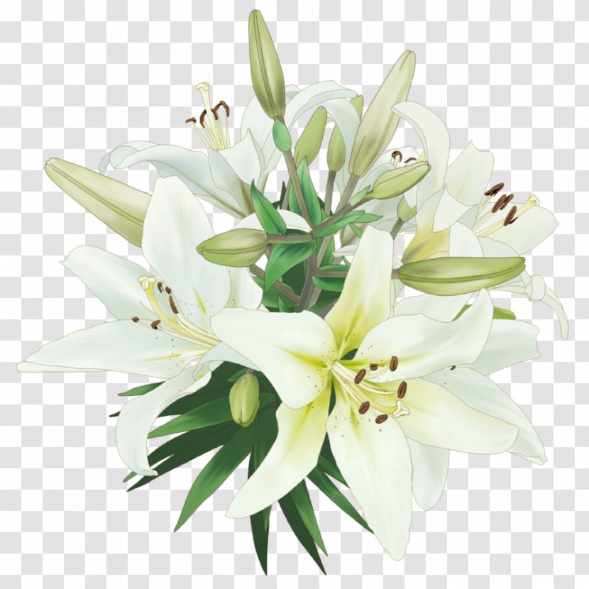 Drawing For Kids, Painting Lilium Flower - Arranging - Callalily Transparent PNG