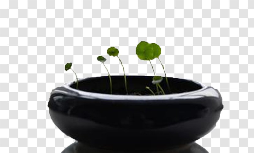 Flowerpot Plant Google Images Download - Ceramic - Pot Of Coins Grass Transparent PNG