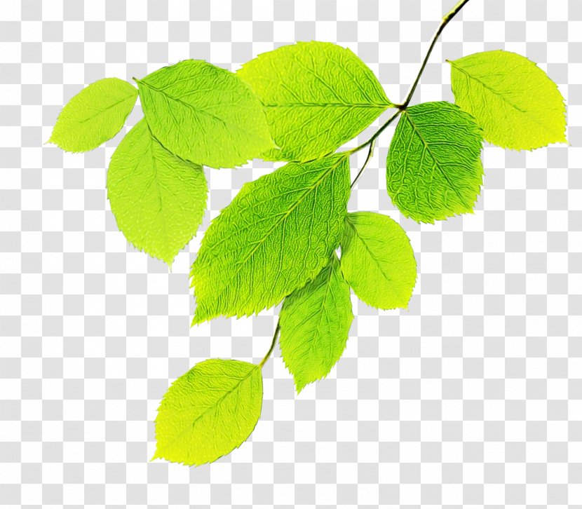 Leaf Plant Flower Green Tree - Twig - Stem Transparent PNG
