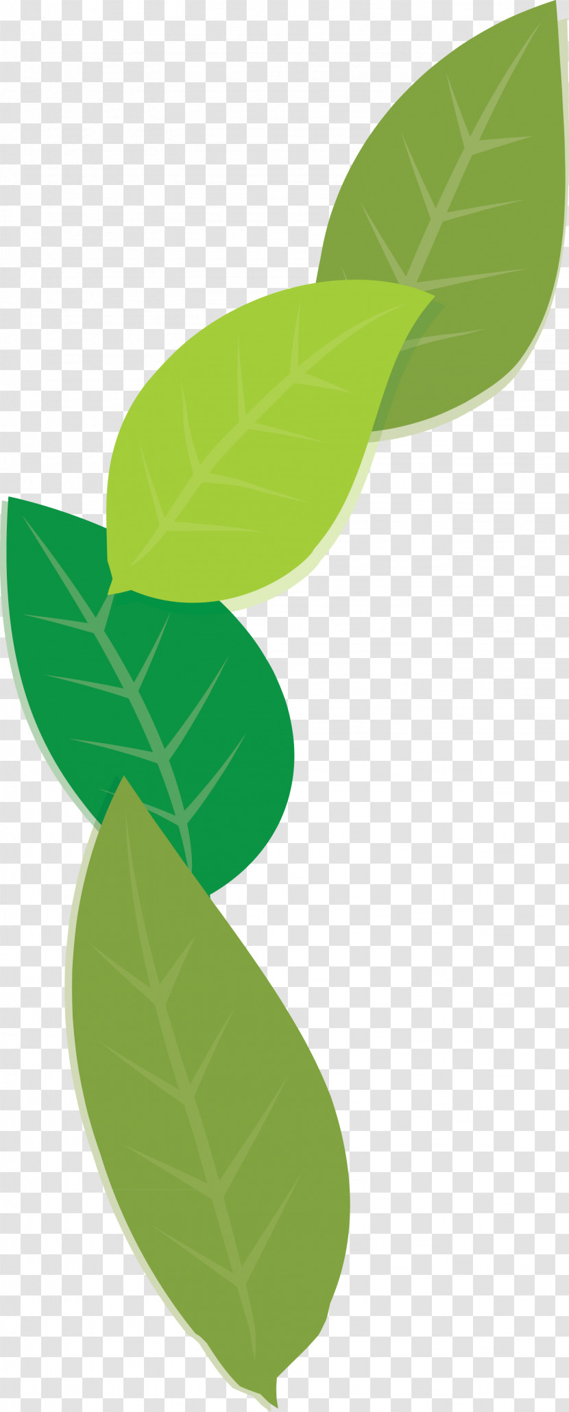 Leaf Plant Stem Green Meter Plants Transparent PNG