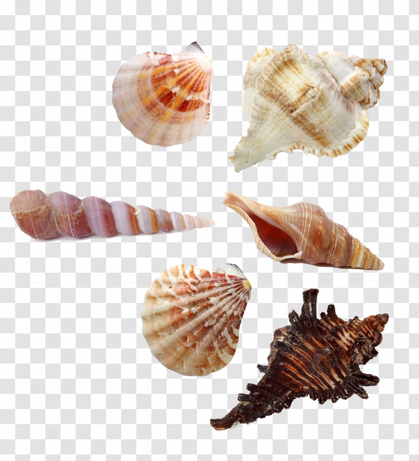 Seashell Stock Photography Sand Starfish Stock.xchng - Organism - Seaside Transparent PNG