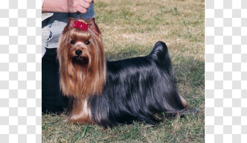 Australian Silky Terrier Yorkshire Norwich Morkie - Small - Vulnerable Native Breeds Transparent PNG