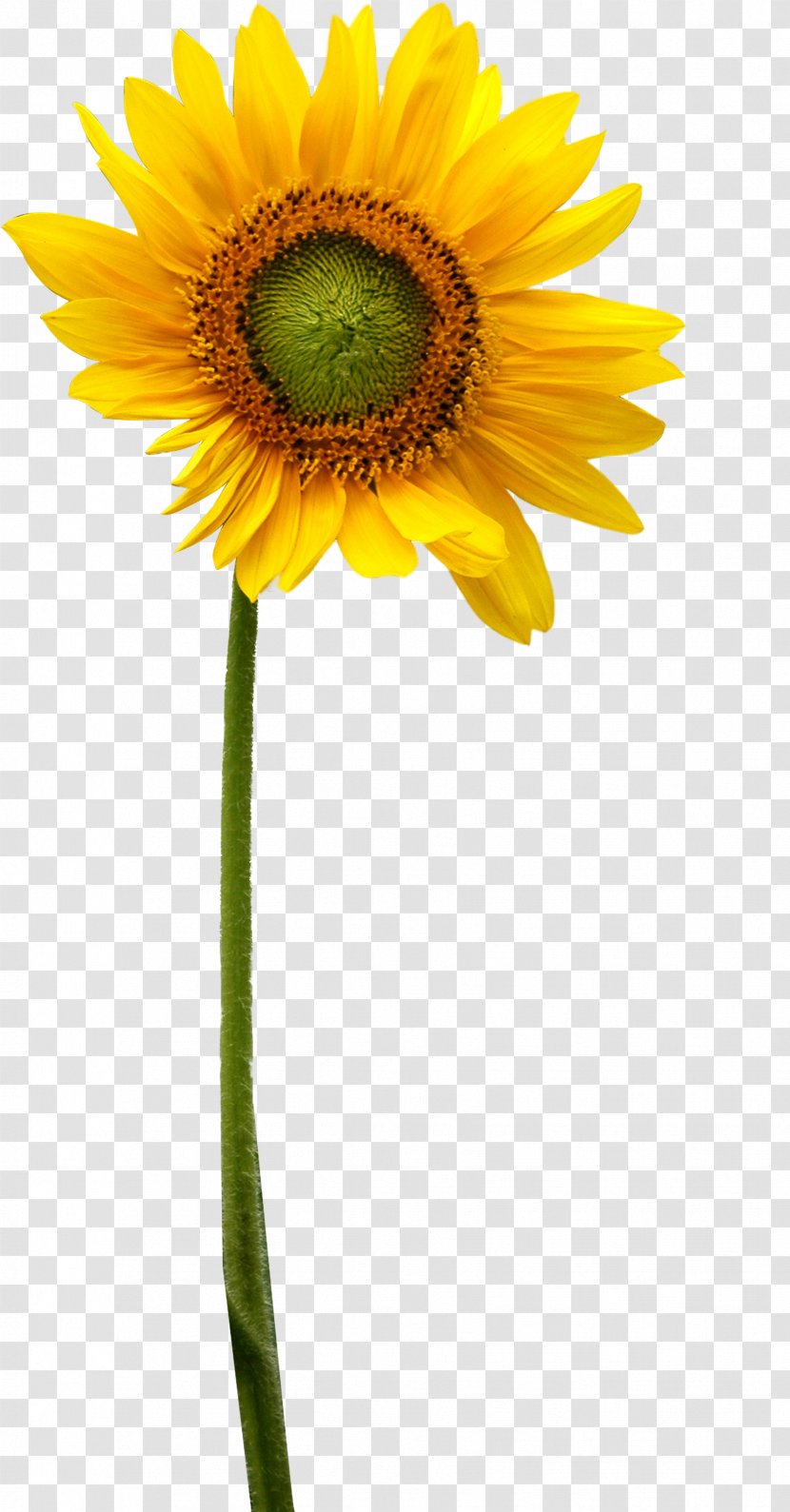 Common Sunflower - Oil Transparent PNG