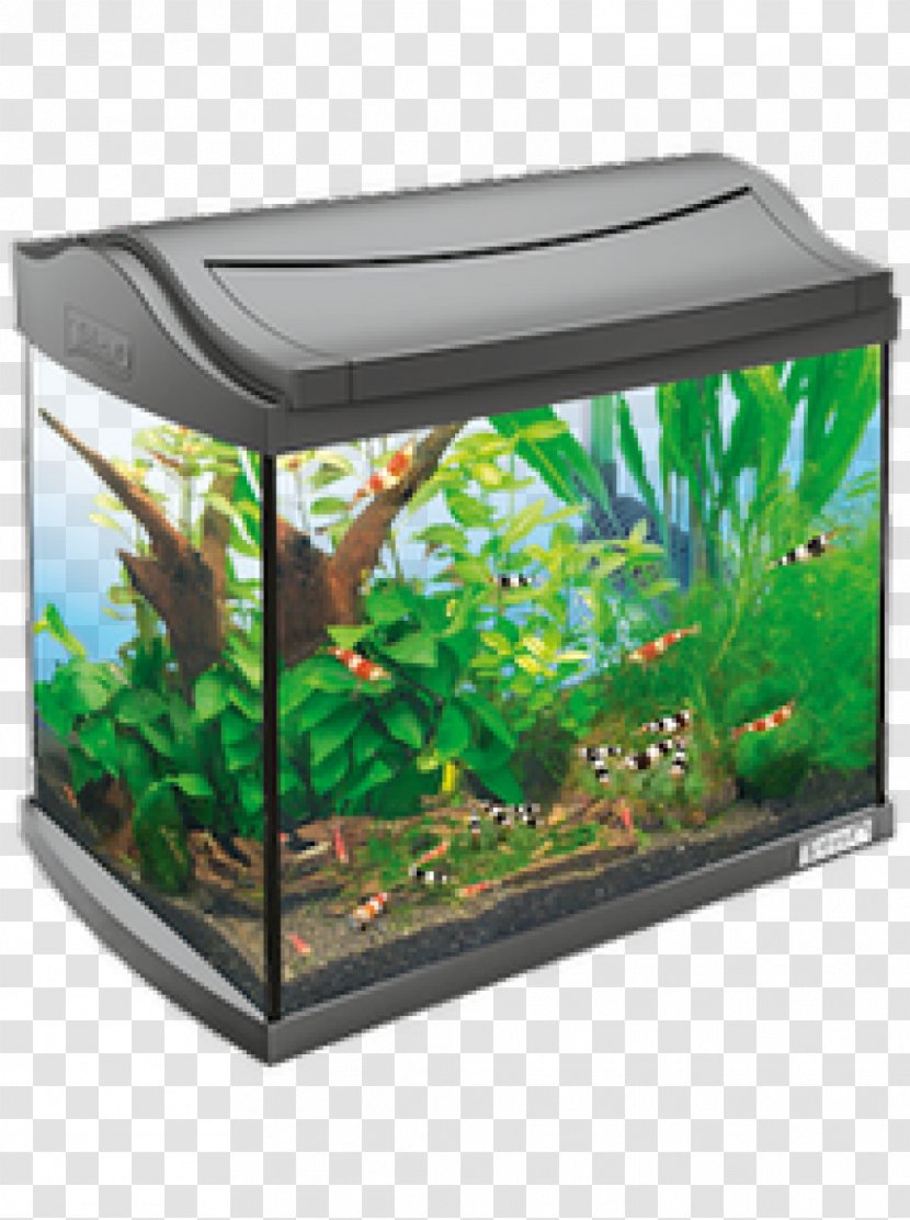 Tetra Nano Aquarium Innenfilter Fishkeeping - Fish - Shrimp Transparent PNG