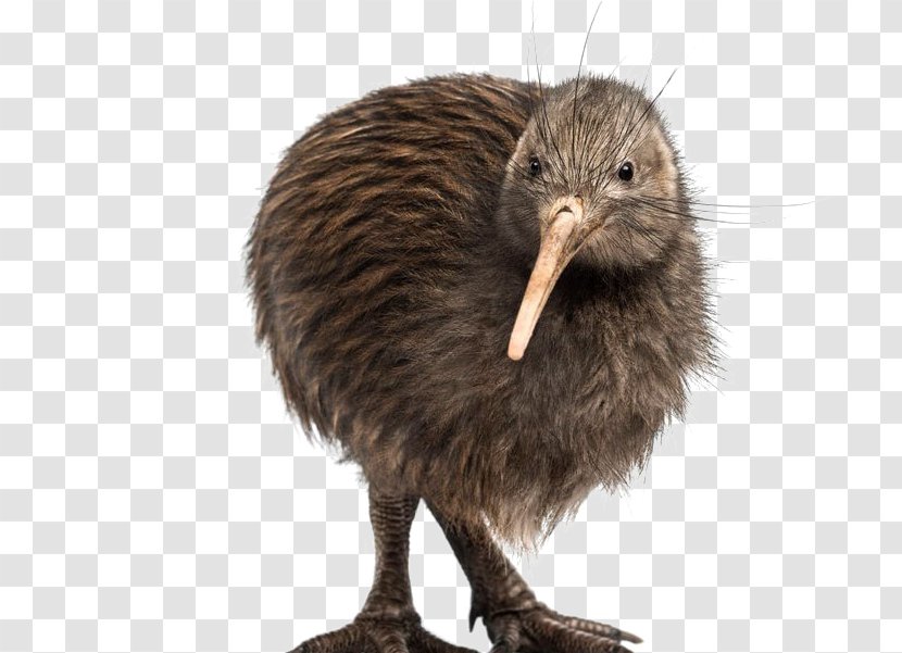 Kiwi Bird - Animal - Greater Rhea Ratite Transparent PNG
