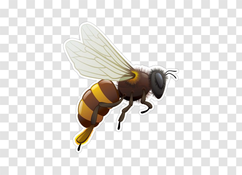 Honey Bee Life Cycle Insect Hornet - Tree Transparent PNG