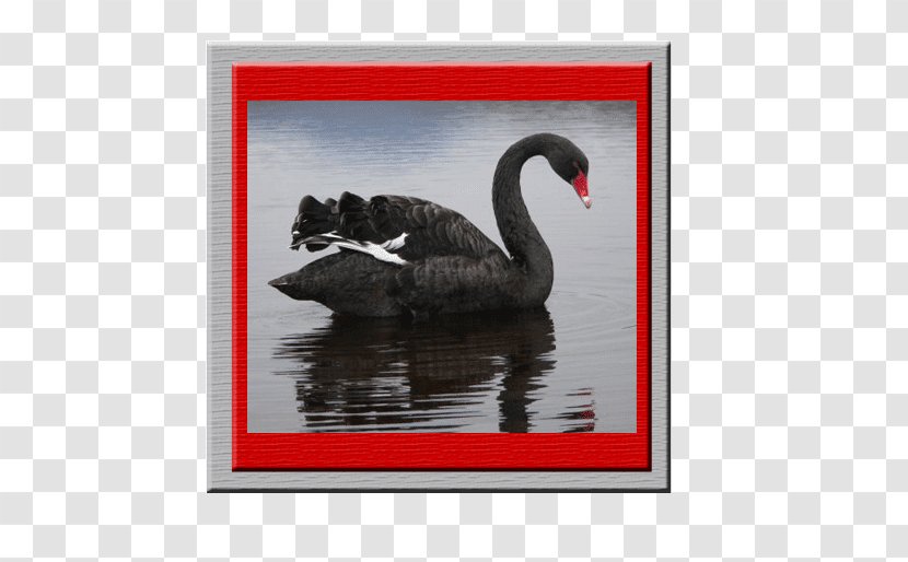 The Black Swan: Impact Of Highly Improbable Bird Swan Theory Reptile - Nest Transparent PNG