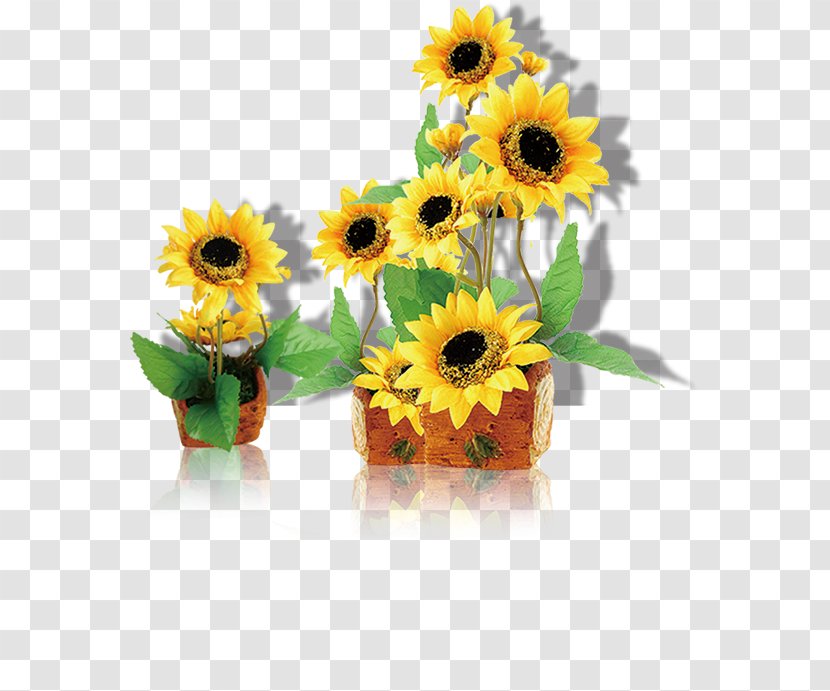 Common Sunflower Computer File - Google Images - Sunflower, Taobao Creative, Yellow, Flower, Flowers, Trailers Transparent PNG