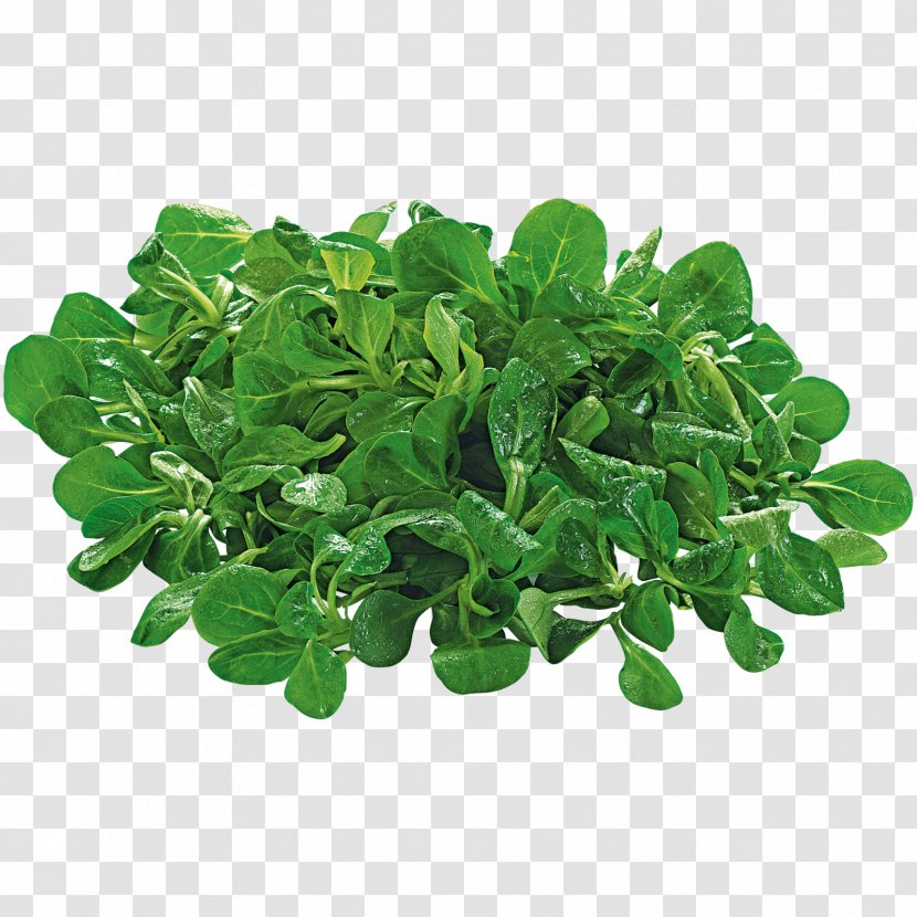 Corn Salad REWE Group Leaf Vegetable Online Grocer - Plant - Salate Transparent PNG