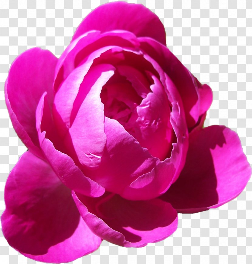 Peony Clip Art - Rose Family - Peonies Free Download Transparent PNG