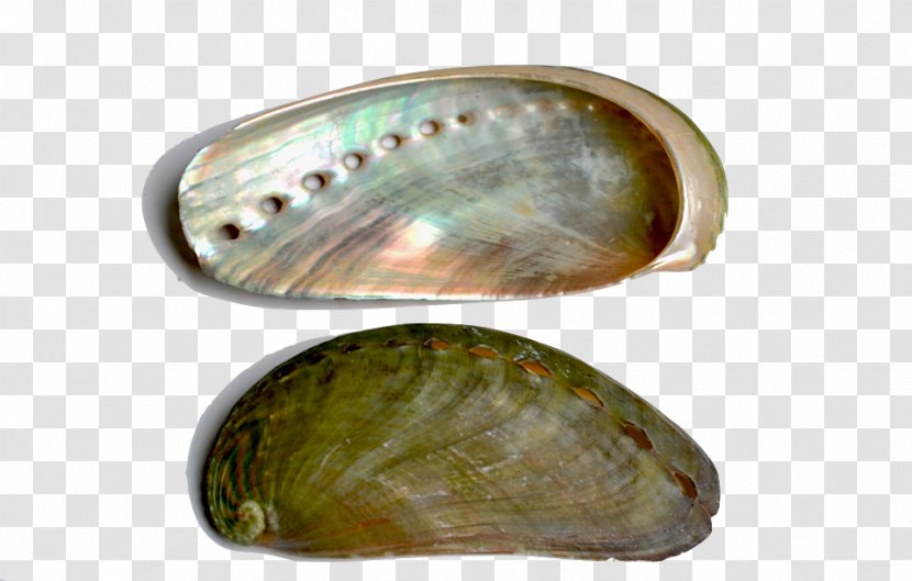 Mussel Clam Abalone Oyster Bivalvia - PEARL SHELL Transparent PNG