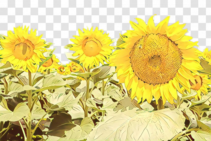 Flowers Background - Asterales - Perennial Plant Still Life Transparent PNG