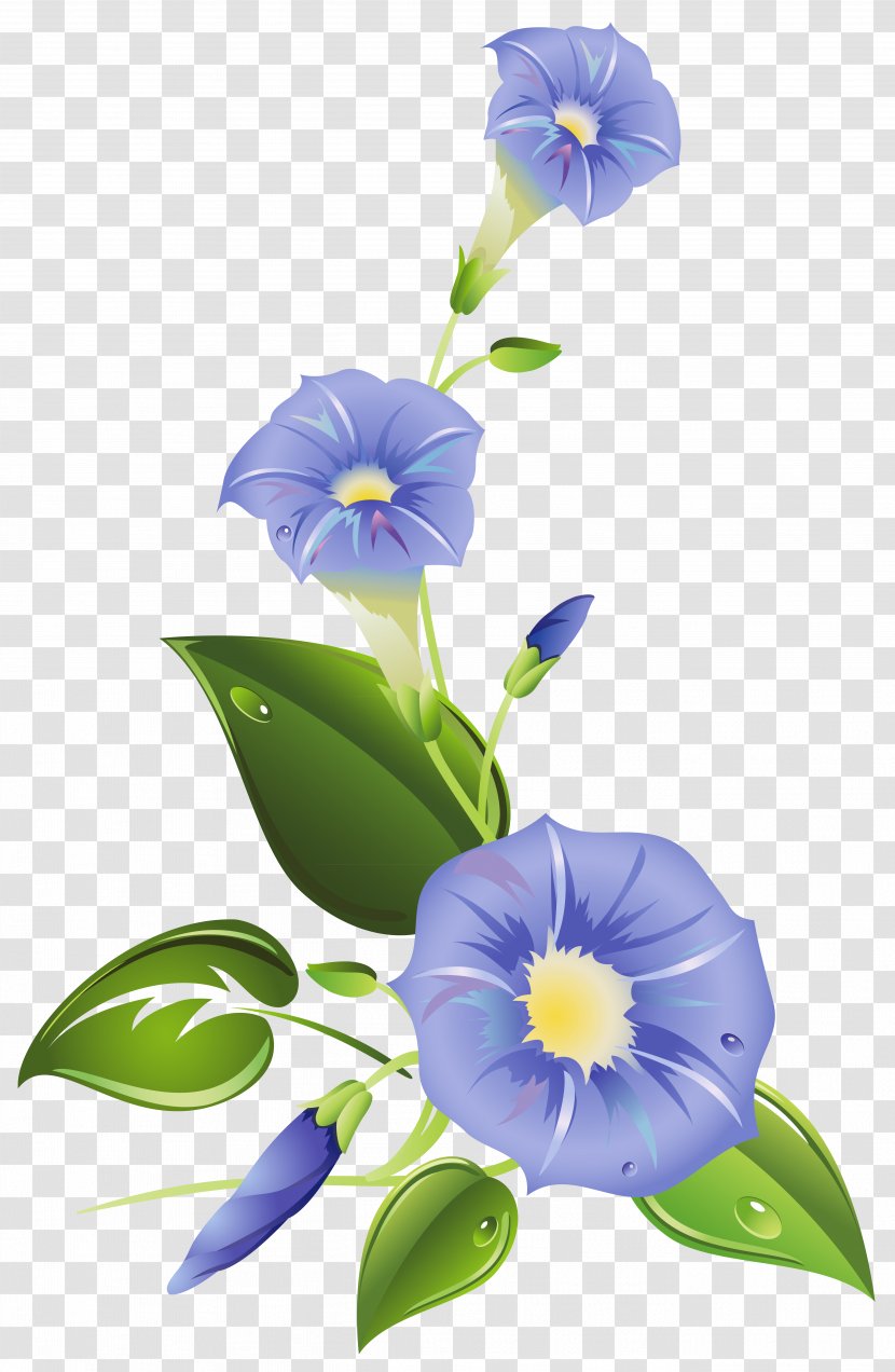 Ipomoea Purpurea Morning Glory Indica Carnea Clip Art - Floral Design - Clipart Transparent PNG