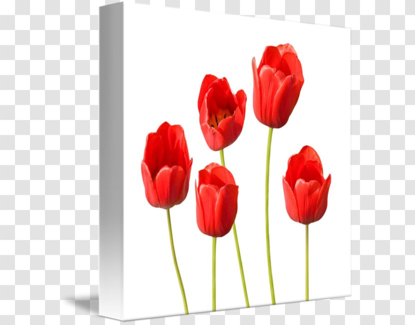 Tulip Flower Desktop Wallpaper Clip Art - Heart Transparent PNG