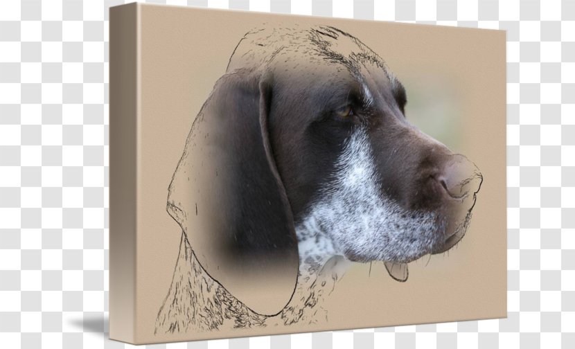 Weimaraner Dog Breed Crossbreed - In Kind Transparent PNG