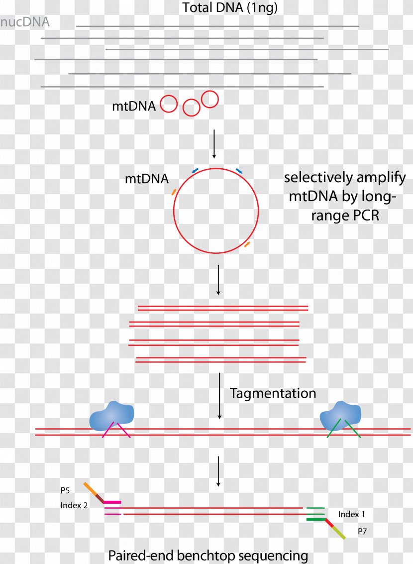 Mitochondrial DNA Sequencing Library MtDNA Control Region - Polymerase Chain Reaction Transparent PNG