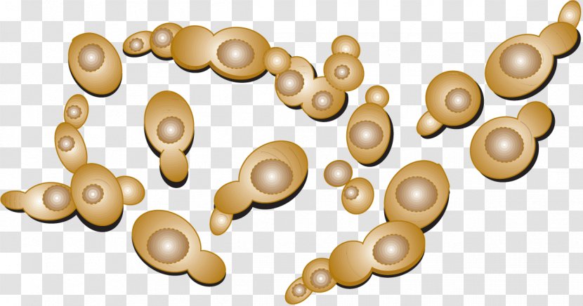 Yeast Microbiology Cell Protoplasm Science - Pullulate Transparent PNG