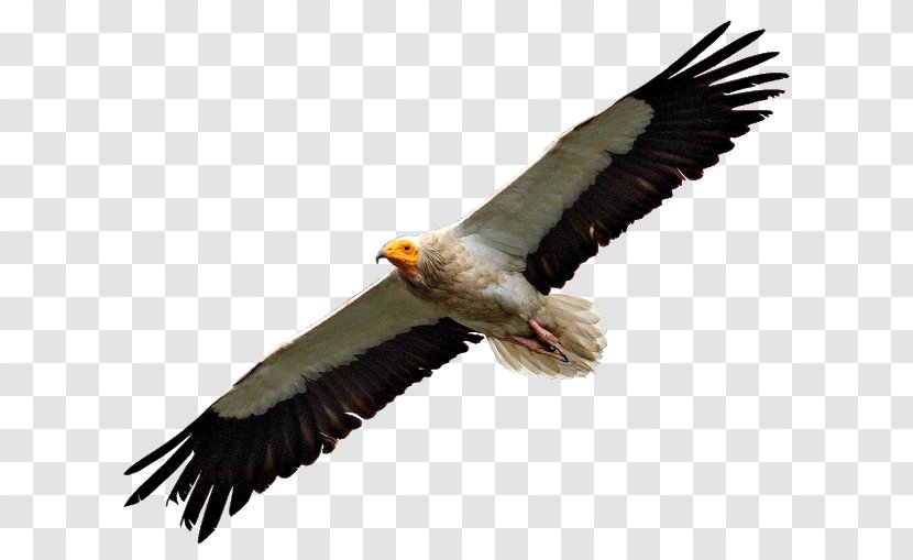 Bald Eagle Egyptian Vulture Turkey Bird Condor Transparent PNG