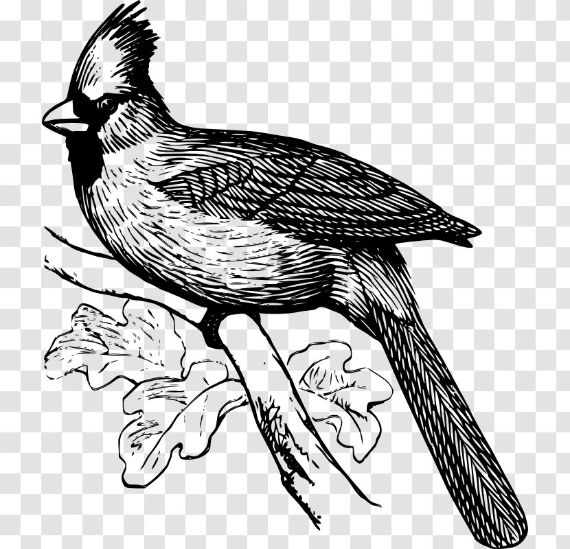 Bird Line Drawing - Cuculiformes - Falconiformes Perching Transparent PNG