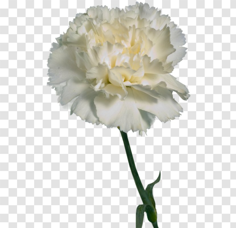 Carnation Cut Flowers Rengarenk Karanfil Sokak - Pink - Flower Transparent PNG