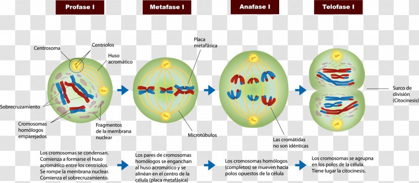 Mitosis And Meiosis Prophase Cell Division - Interphase - Chiasma Transparent PNG