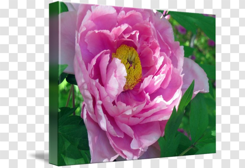 Centifolia Roses Imagekind Art Poster Floristry - Pink - Rosa Transparent PNG