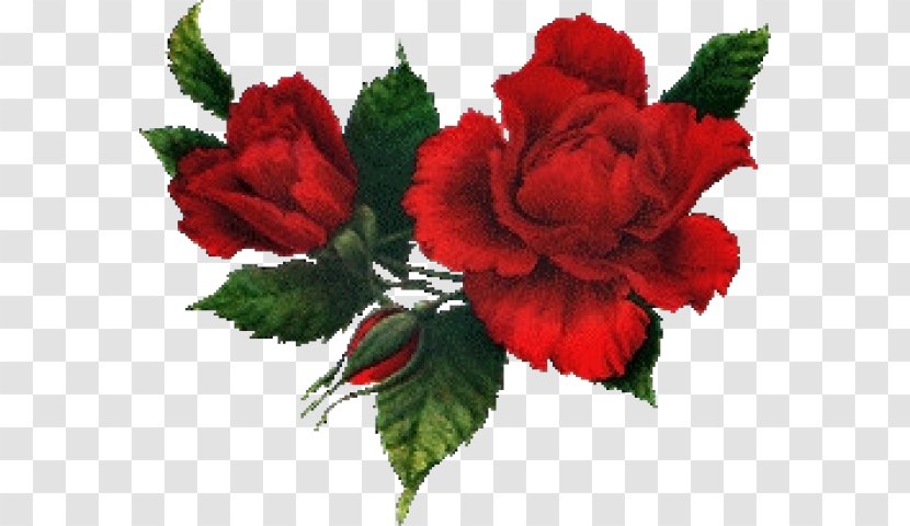 Greeting Birthday - Floral Design - Petal Transparent PNG