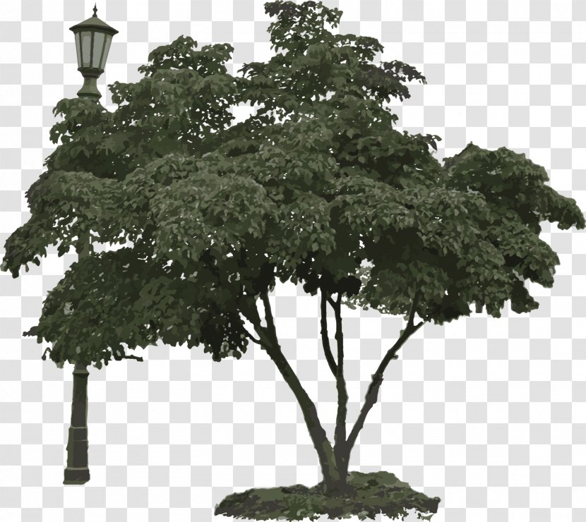 Bonsai Branching - Plant - Tree Light Transparent PNG